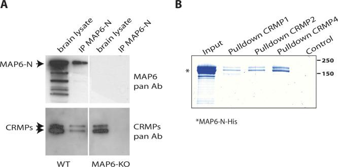 https://cdn.ncbi.nlm.nih.gov/pmc/blobs/f6ca/8683083/f8a1769207be/elife-70361-fig1.jpg