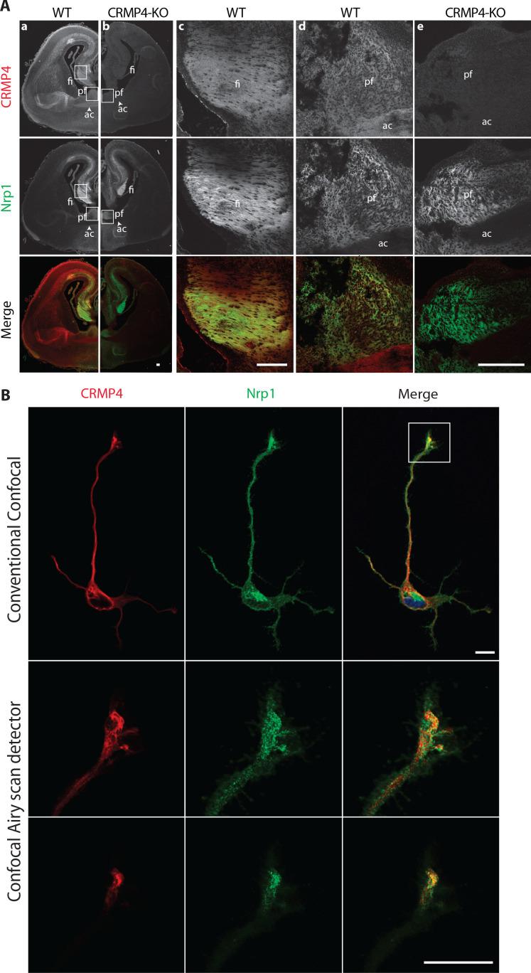 https://cdn.ncbi.nlm.nih.gov/pmc/blobs/f6ca/8683083/fa1eb7a5d7de/elife-70361-fig3.jpg