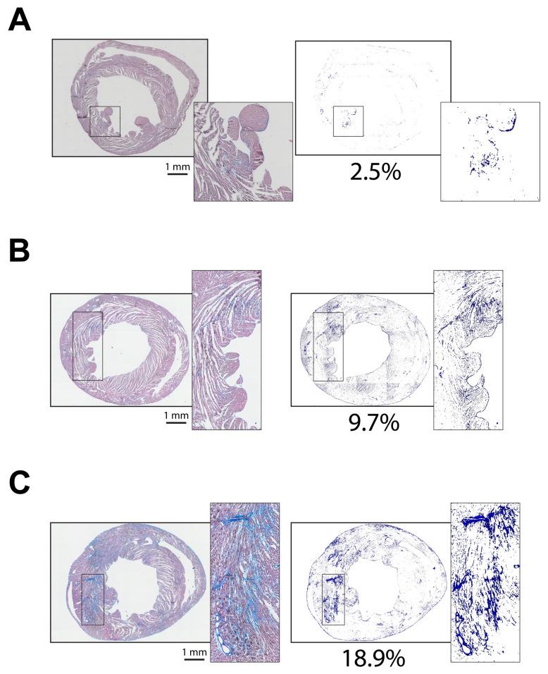 https://cdn.ncbi.nlm.nih.gov/pmc/blobs/f6ce/11507200/f2b4310c4814/diagnostics-14-02325-g007.jpg