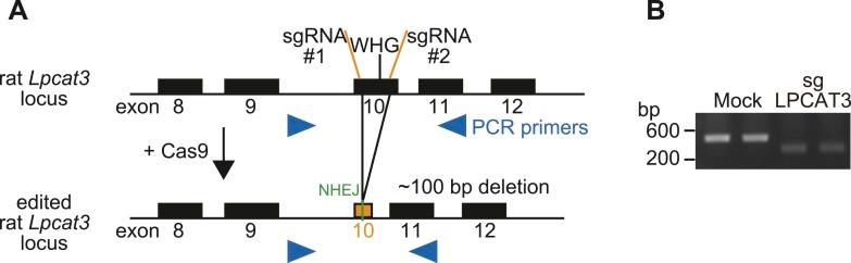 https://cdn.ncbi.nlm.nih.gov/pmc/blobs/f6da/4436788/db903e06885b/elife06328fs003.jpg