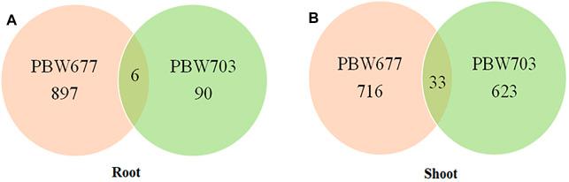 https://cdn.ncbi.nlm.nih.gov/pmc/blobs/f6db/9009086/7a082f6c0a83/fgene-13-853910-g005.jpg