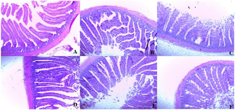 https://cdn.ncbi.nlm.nih.gov/pmc/blobs/f6dc/11215149/5a34b271a341/fvets-11-1410580-g002.jpg