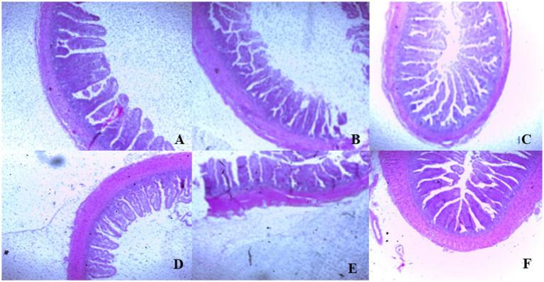 https://cdn.ncbi.nlm.nih.gov/pmc/blobs/f6dc/11215149/b9d4e72b1c6d/fvets-11-1410580-g004.jpg