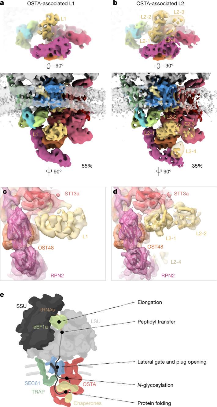https://cdn.ncbi.nlm.nih.gov/pmc/blobs/f6dd/9892003/e45a88825c40/41586_2022_5638_Fig4_HTML.jpg