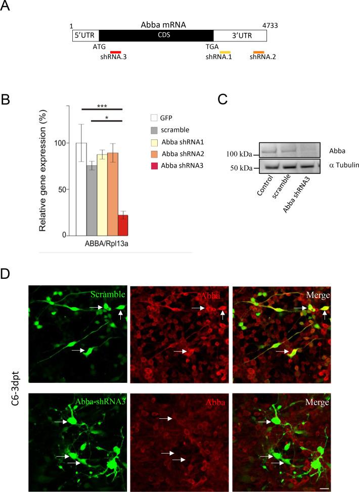 https://cdn.ncbi.nlm.nih.gov/pmc/blobs/f6e2/12286603/cecefc6dca87/elife-92748-fig1-figsupp1.jpg