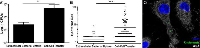 https://cdn.ncbi.nlm.nih.gov/pmc/blobs/f6e3/6499538/c65eb5bafef2/elife-45252-fig4.jpg
