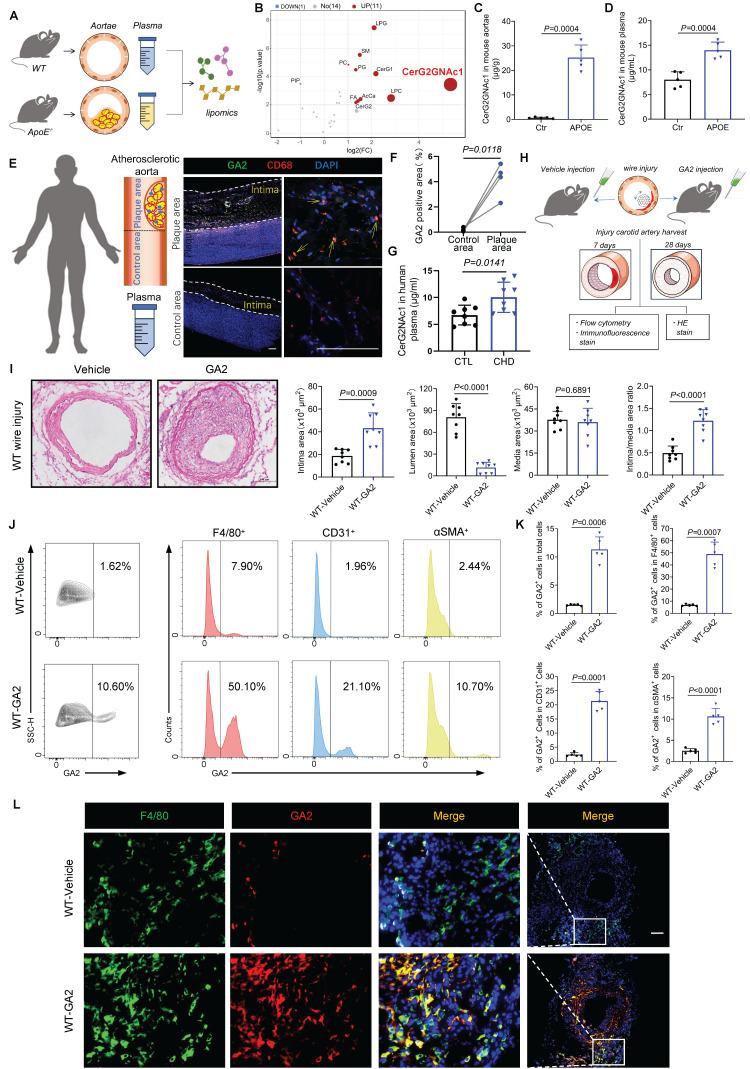 https://cdn.ncbi.nlm.nih.gov/pmc/blobs/f6e6/11667815/5f5afbedd25d/ijbsv21p0433g001.jpg