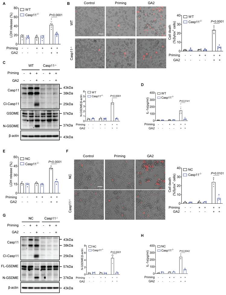 https://cdn.ncbi.nlm.nih.gov/pmc/blobs/f6e6/11667815/d81aae43e20f/ijbsv21p0433g004.jpg