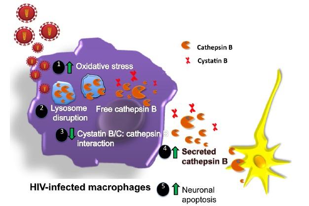 https://cdn.ncbi.nlm.nih.gov/pmc/blobs/f6e6/5804759/3c6152c83360/CHIVR-12-111_F2.jpg