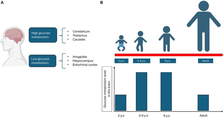 https://cdn.ncbi.nlm.nih.gov/pmc/blobs/f6e7/11447523/043330c18072/fncel-18-1445003-g002.jpg