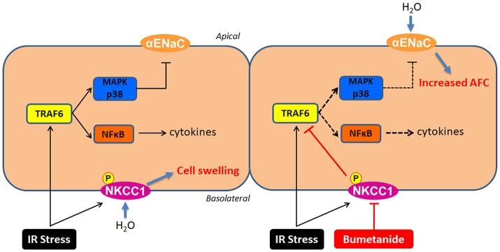 https://cdn.ncbi.nlm.nih.gov/pmc/blobs/f6e7/6146090/c5e54a4af4c1/fimmu-09-02049-g0008.jpg