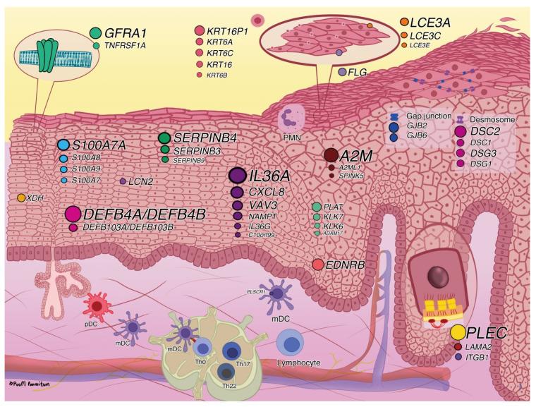 https://cdn.ncbi.nlm.nih.gov/pmc/blobs/f6e8/9101153/7ca4ed6b3dea/ijms-23-04983-g003.jpg