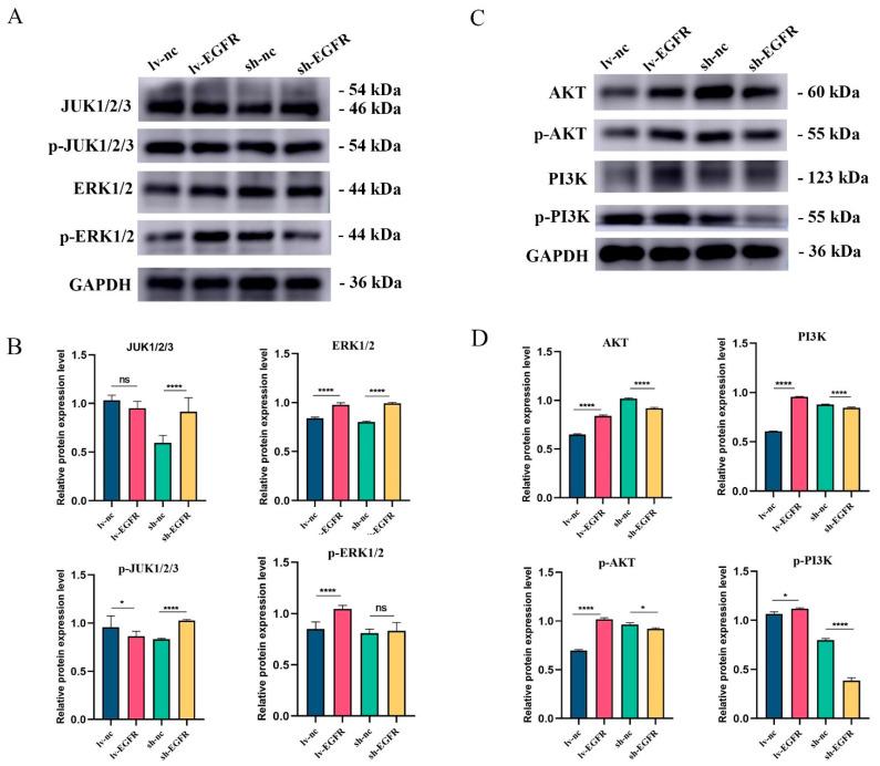 https://cdn.ncbi.nlm.nih.gov/pmc/blobs/f6ec/11431121/082e06831db9/genes-15-01208-g008.jpg