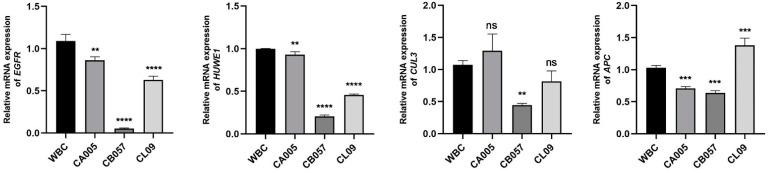 https://cdn.ncbi.nlm.nih.gov/pmc/blobs/f6ec/11431121/53f37881e007/genes-15-01208-g001.jpg