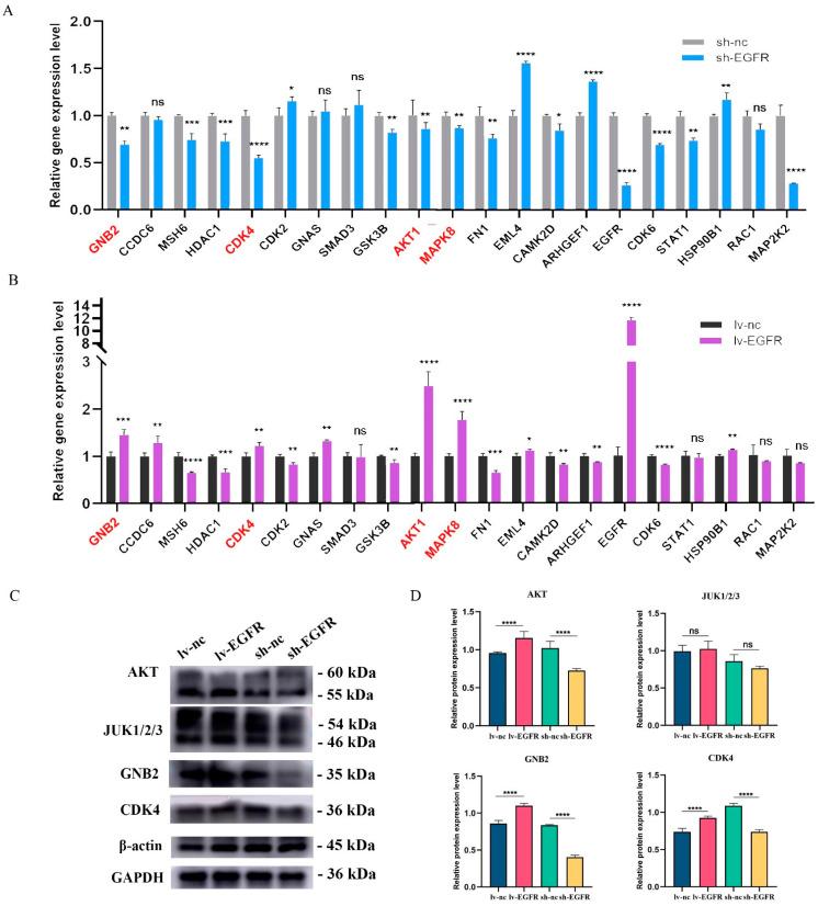 https://cdn.ncbi.nlm.nih.gov/pmc/blobs/f6ec/11431121/8c004c5e2b17/genes-15-01208-g007.jpg