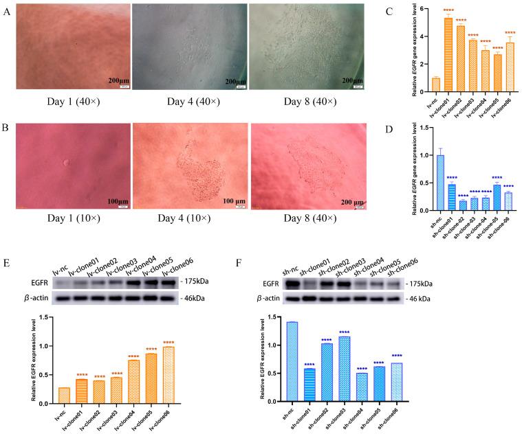 https://cdn.ncbi.nlm.nih.gov/pmc/blobs/f6ec/11431121/af6700ca9c2b/genes-15-01208-g002.jpg