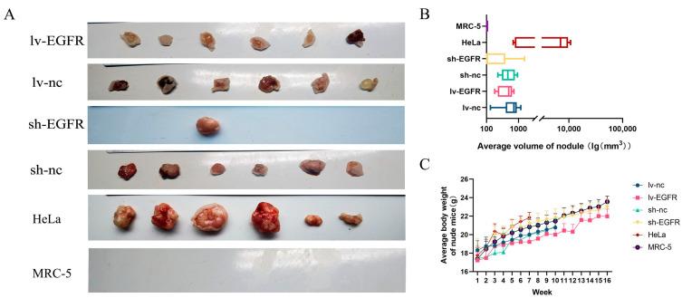 https://cdn.ncbi.nlm.nih.gov/pmc/blobs/f6ec/11431121/d5ae3261feb6/genes-15-01208-g004.jpg
