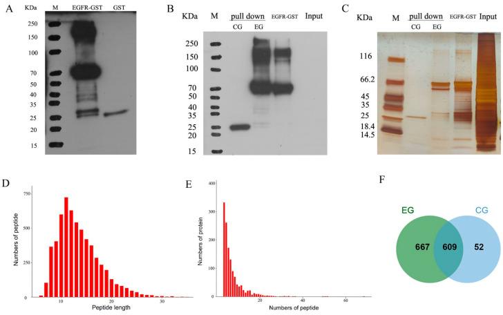 https://cdn.ncbi.nlm.nih.gov/pmc/blobs/f6ec/11431121/f950a9850308/genes-15-01208-g005.jpg