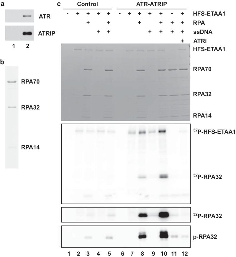https://cdn.ncbi.nlm.nih.gov/pmc/blobs/f6f1/6527274/39f77343f2a3/kccy-18-08-1598728-g005.jpg