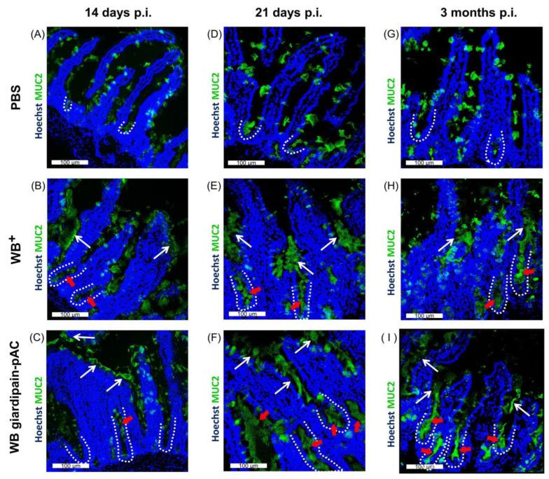 https://cdn.ncbi.nlm.nih.gov/pmc/blobs/f6f2/9655832/4a1dd17b6fa4/ijms-23-13649-g007.jpg