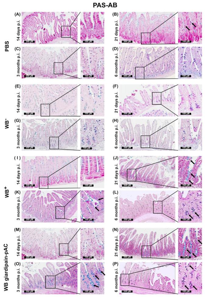 https://cdn.ncbi.nlm.nih.gov/pmc/blobs/f6f2/9655832/6da401ae936f/ijms-23-13649-g006.jpg