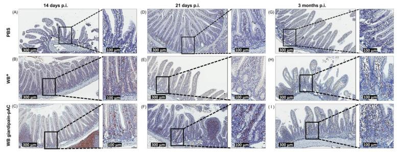 https://cdn.ncbi.nlm.nih.gov/pmc/blobs/f6f2/9655832/e1aacaccf23c/ijms-23-13649-g008.jpg