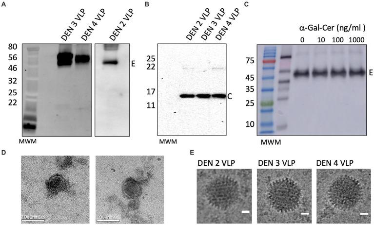 https://cdn.ncbi.nlm.nih.gov/pmc/blobs/f6f3/10282183/7d2ff2eedb1e/fmicb-14-1065609-g003.jpg