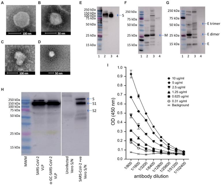 https://cdn.ncbi.nlm.nih.gov/pmc/blobs/f6f3/10282183/e0bcdd508ce2/fmicb-14-1065609-g002.jpg