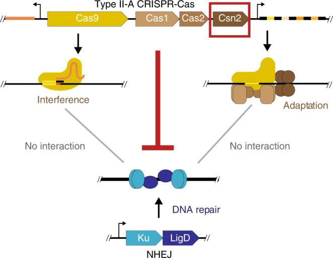 https://cdn.ncbi.nlm.nih.gov/pmc/blobs/f6f5/5727150/4974d58757c7/41467_2017_2350_Fig5_HTML.jpg