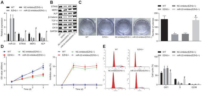 https://cdn.ncbi.nlm.nih.gov/pmc/blobs/f6f5/7377840/010cd778efd6/aging-12-103165-g007.jpg