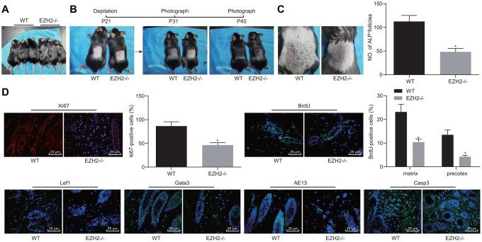 https://cdn.ncbi.nlm.nih.gov/pmc/blobs/f6f5/7377840/29eb1b4ab7d7/aging-12-103165-g008.jpg