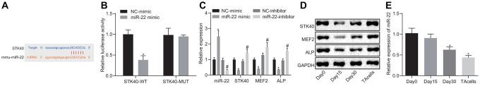 https://cdn.ncbi.nlm.nih.gov/pmc/blobs/f6f5/7377840/633620a641cd/aging-12-103165-g004.jpg