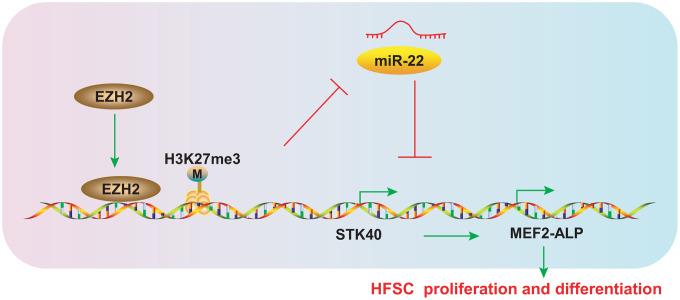https://cdn.ncbi.nlm.nih.gov/pmc/blobs/f6f5/7377840/77caee0a8f00/aging-12-103165-g009.jpg