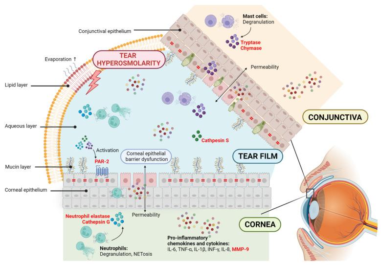 https://cdn.ncbi.nlm.nih.gov/pmc/blobs/f6f5/9456293/49b13c643c36/ijms-23-09795-g001.jpg