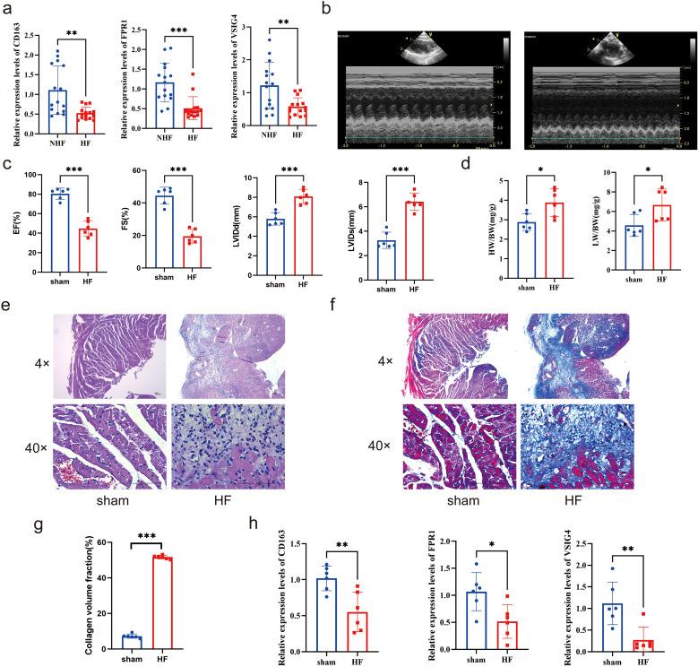 https://cdn.ncbi.nlm.nih.gov/pmc/blobs/f6f8/12234543/a881c1f0c3d4/fimmu-16-1560903-g010.jpg