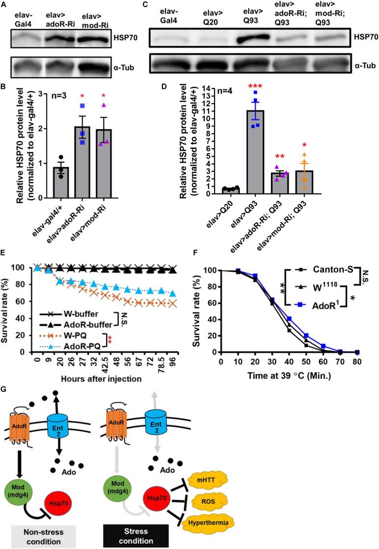 https://cdn.ncbi.nlm.nih.gov/pmc/blobs/f6f8/7994771/feb21ea49e4b/fcell-09-651367-g004.jpg