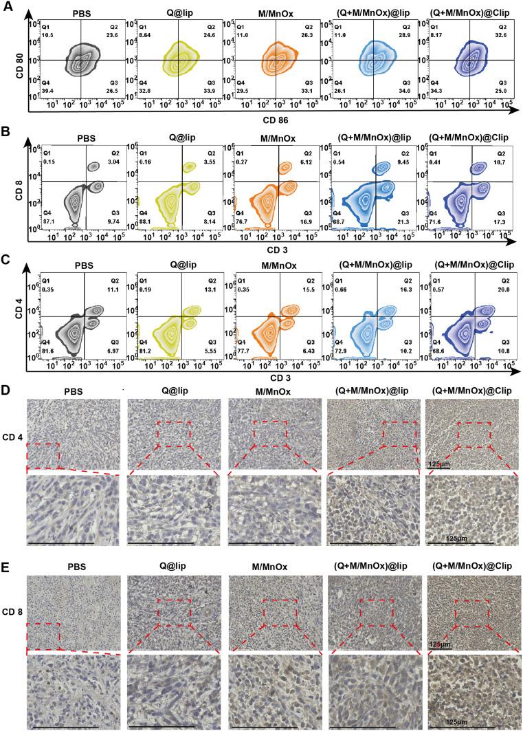 https://cdn.ncbi.nlm.nih.gov/pmc/blobs/f6fb/12136069/a199031a6b53/IJN-20-7113-g0008.jpg