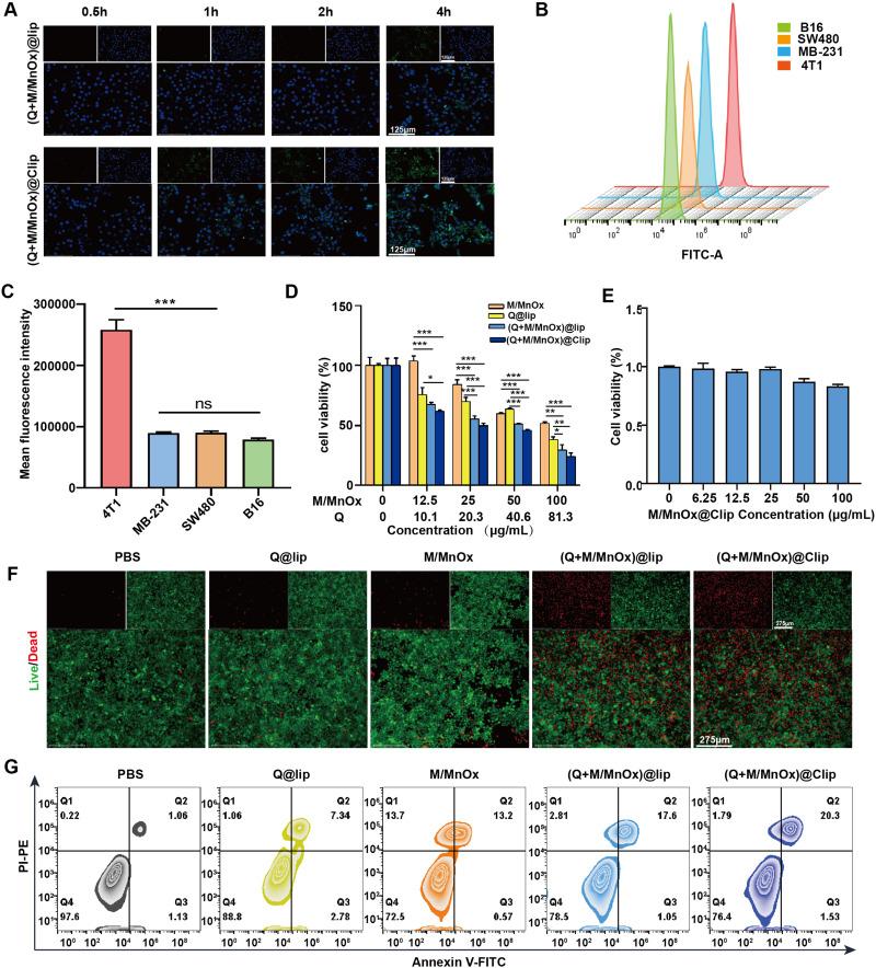 https://cdn.ncbi.nlm.nih.gov/pmc/blobs/f6fb/12136069/af5473fc4e46/IJN-20-7113-g0004.jpg