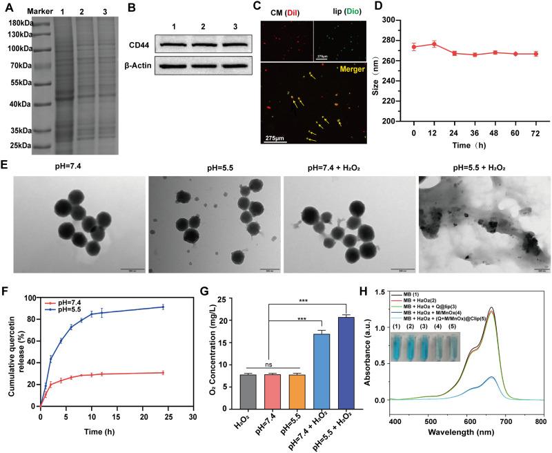 https://cdn.ncbi.nlm.nih.gov/pmc/blobs/f6fb/12136069/f4f9533970cb/IJN-20-7113-g0003.jpg