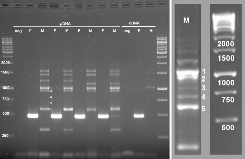 https://cdn.ncbi.nlm.nih.gov/pmc/blobs/f6ff/4338254/579646f515dd/pone.0118214.g001.jpg