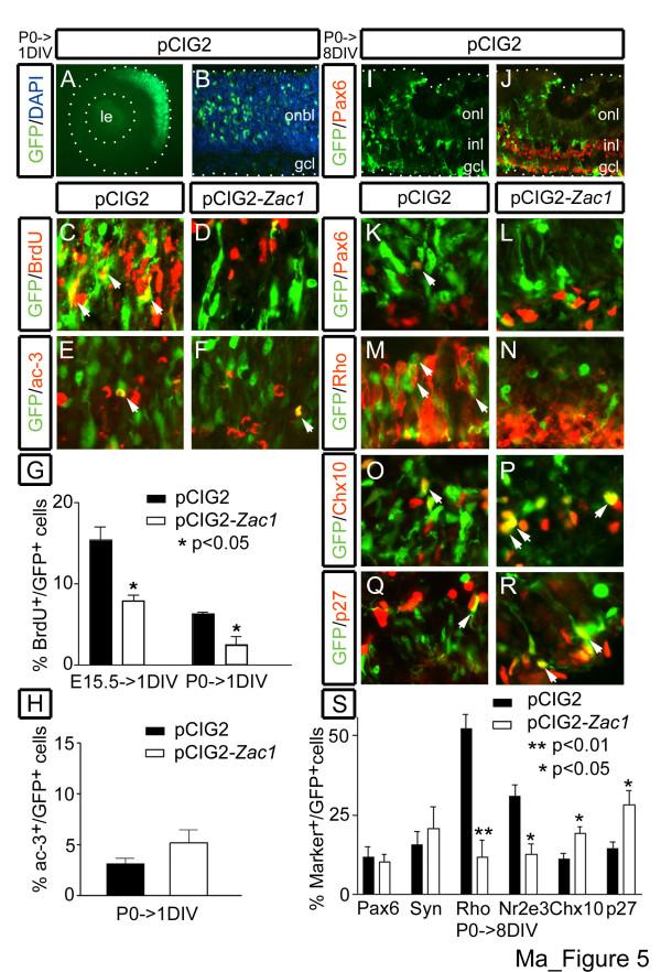 https://cdn.ncbi.nlm.nih.gov/pmc/blobs/f700/1913510/4f857f55770b/1749-8104-2-11-5.jpg