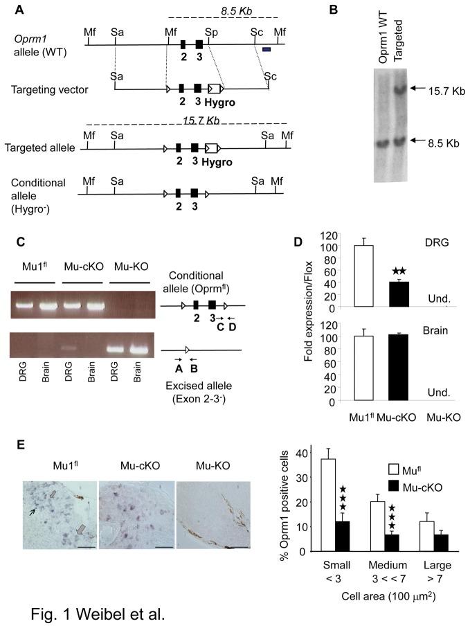 https://cdn.ncbi.nlm.nih.gov/pmc/blobs/f707/3771900/7c2abe5856de/pone.0074706.g001.jpg