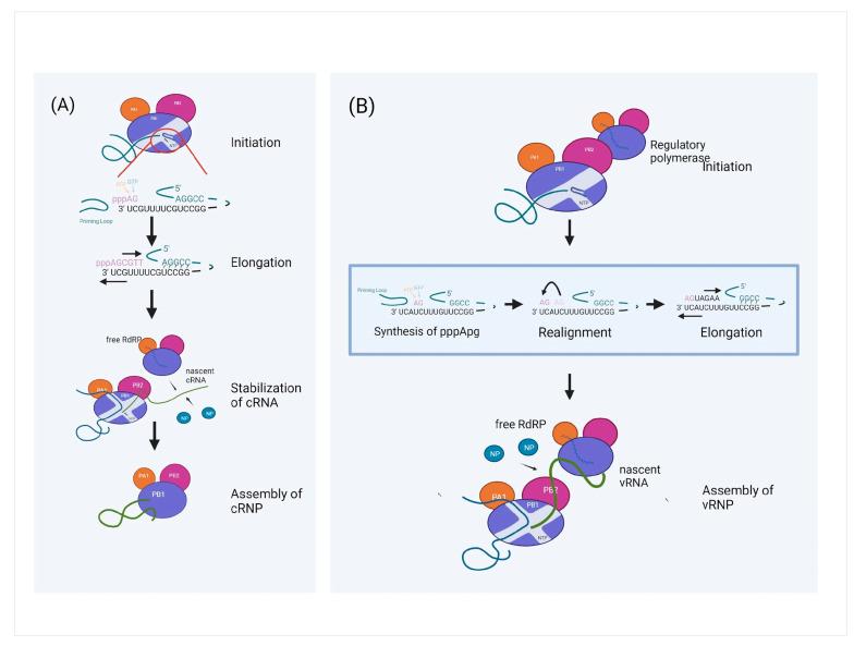 https://cdn.ncbi.nlm.nih.gov/pmc/blobs/f708/10142937/153dcdfd0357/viruses-15-00833-g006.jpg