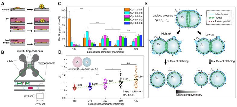 https://cdn.ncbi.nlm.nih.gov/pmc/blobs/f708/10970305/858235e349af/ijms-25-03310-g001.jpg