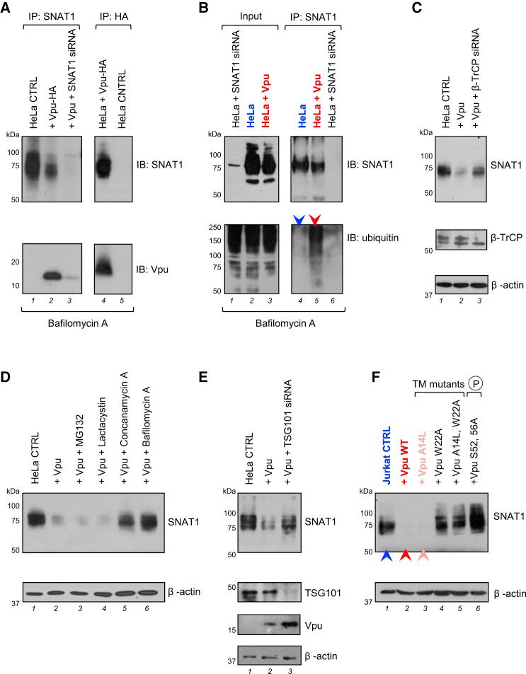 https://cdn.ncbi.nlm.nih.gov/pmc/blobs/f70b/4608997/d25973687891/gr4.jpg