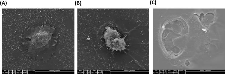 https://cdn.ncbi.nlm.nih.gov/pmc/blobs/f70b/4619595/d8a122731f37/pone.0140483.g004.jpg