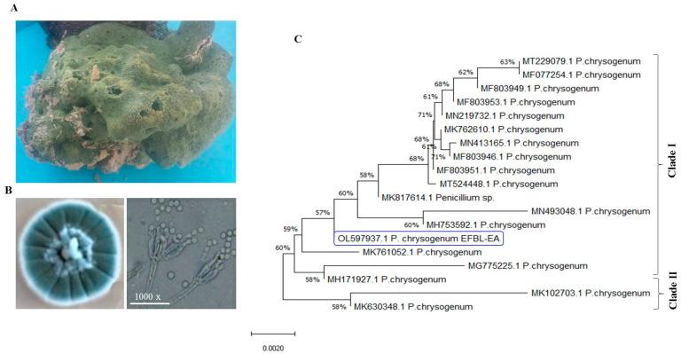 https://cdn.ncbi.nlm.nih.gov/pmc/blobs/f70c/9104752/4bb0a331536a/molecules-27-03033-g002.jpg