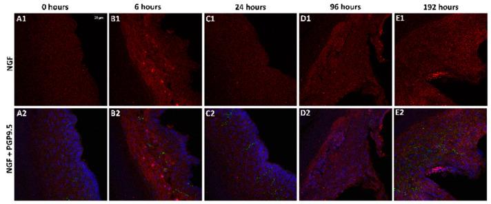 https://cdn.ncbi.nlm.nih.gov/pmc/blobs/f70f/11012393/9de4dbdfbdee/ijms-25-04029-g002.jpg