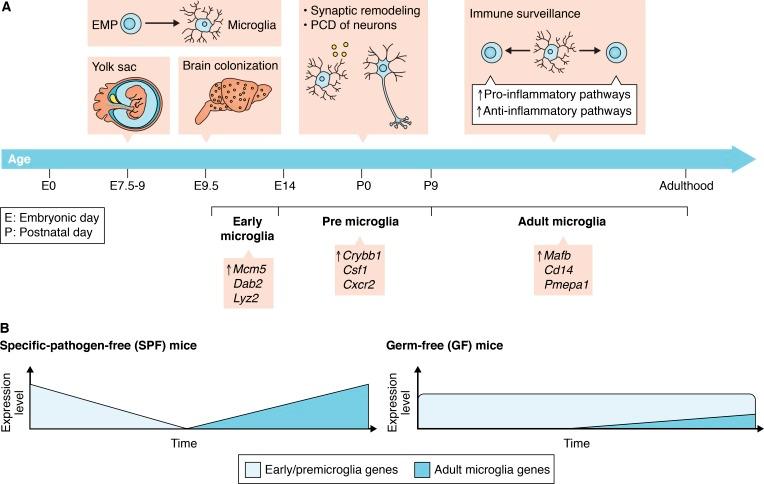https://cdn.ncbi.nlm.nih.gov/pmc/blobs/f714/6314531/344bac3f2f2a/JEM_20180794_Fig1.jpg