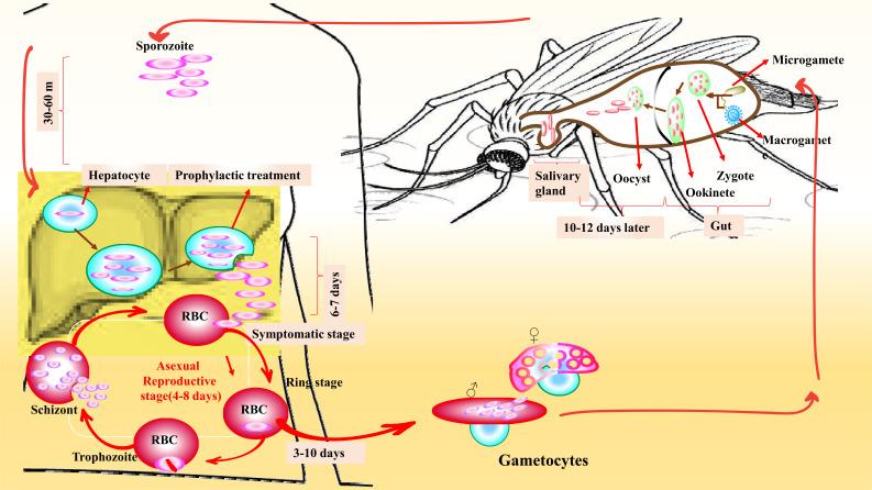 https://cdn.ncbi.nlm.nih.gov/pmc/blobs/f715/11333789/36a22d438426/CN-22-1986_F4.jpg